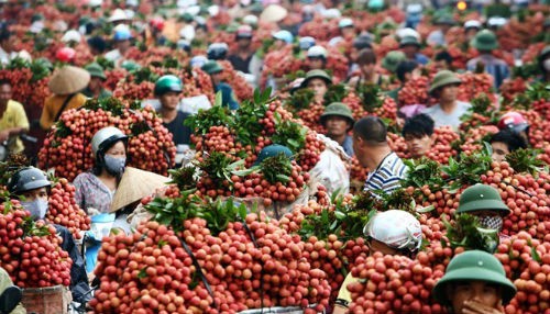 'Thông đường' cho vải thiều xuất sang Trung Quốc Ảnh minh họa