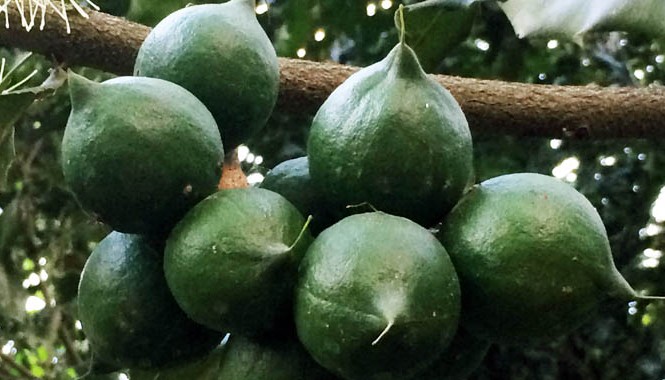 Vườn mắc ca quả khủng Chùm quả mắc ca trong vườn của ông Ba.