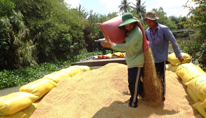 Xây dựng chuỗi giá trị lúa gạo Công nhân vác lúa xuống ghe. Ảnh: Hòa hội.