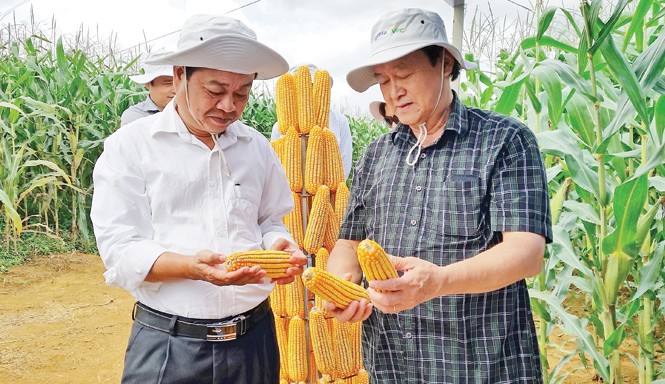 Ðẩy nhanh chuyển đổi diện tích lúa kém hiệu quả Theo chuyên gia nông nghiệp Nguyễn Lân Hùng (bên phải), việc ứng dụng giống ngô biến đổi gene vào sản xuất sẽ giúp Việt Nam hạn chế nhập khẩu ngô làm thức ăn chăn nuôi. Ảnh: Nam Khánh.