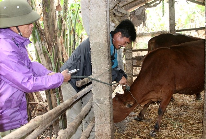 Quảng Trị: Mua vắc-xin tiêm phòng khẩn cấp cho đàn gia súc Chi cục Thú y Quảng Trị tổ chức tiêm phòng cho gia súc bị dịch bệnh. Ảnh: Báo Nông nghiệp.