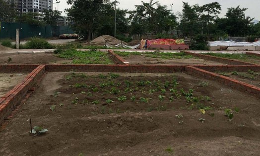 Tuyên Quang: Đấu giá sai quy định hàng trăm lô đất Ảnh minh họa