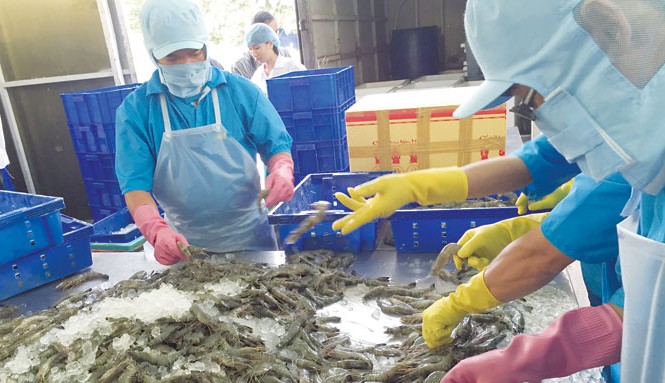 Dùng chất cấm trong thủy sản: Hám lợi trước mắt, trả giá dài lâu Hàng trăm đơn hàng bị trả lại liệu có cảnh tỉnh được các doanh nghiệp xuất khẩu thủy sản. Ảnh: PV.