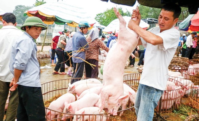 Ồ ạt xuất khẩu lợn sang Trung Quốc: Coi chừng 'dội biên' như dưa hấu Người nuôi chớ thấy giá cao ồ ạt vào đàn tránh tình trạng “dội chợ”.