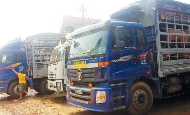 Thương lái Trung Quốc 'lật kèo', người nuôi lợn lao đao Xe chở lợn của thương lái “chết dí” vì Trung Quốc bất ngờ không nhập nữa.