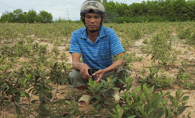 Trồng... sim dại làm giàu Anh Nhàn giữa đồi sim vừa mới trồng của mình.