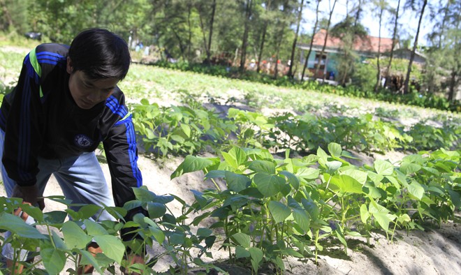 Dọc miền chân sóng - Kỳ 5: Chuyển hướng sinh nhai Đậu xanh trên cát cho thu nhập cao ở làng Vĩnh Hòa.