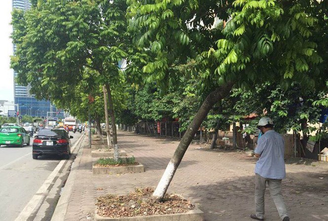 Kiểm điểm vụ trồng cây xanh để nguyên bầu nilon trong tháng 8 Cây xanh bị nghiêng đổ trên đường Dương Đình Nghệ.