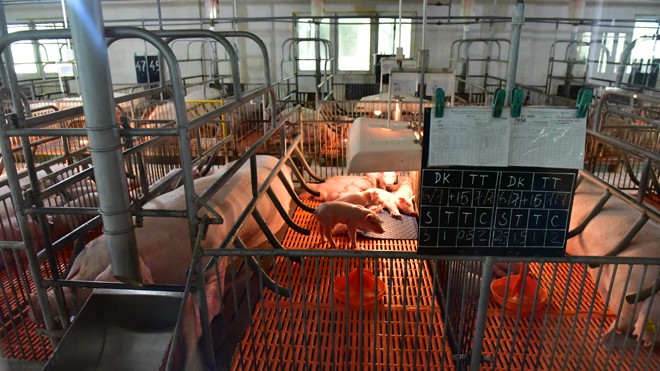 Khám phá 'công viên' lợn vùng biên Mỗi cá thể lợn được lập trình chăm sóc riêng với bảng theo dõi hàng ngày.