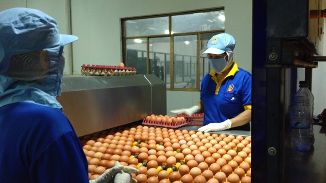Bỏ kiểm dịch trứng gia cầm: Lo tái phát dịch cúm gia cầm Trứng gia cầm được bỏ kiểm dịch.