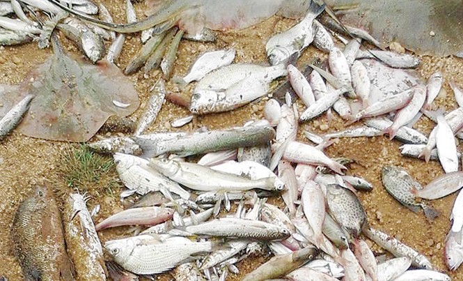 Giám sát đặc biệt Formosa trong 3 năm Cá ở vùng biển Hà Tĩnh chết trôi dạt vào bờ sau khi Formosa xả thải ra biển. Ảnh: Minh Thùy.