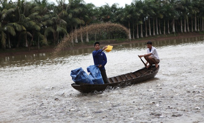 Báo động trộn hóa chất trong thức ăn chăn nuôi Ngành thủy sản đang gánh nhiều hệ lụy, do việc sai phạm tràn lan trong vấn đề buôn bán, sử dụng kháng sinh. Ảnh: Sao Mai.