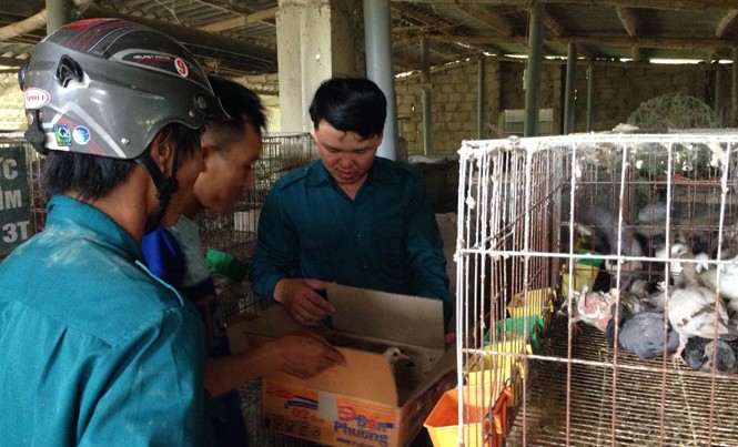 Kiến trúc sư “thắng lớn” nhờ nuôi bồ câu Pháp Trần Anh đang tư vấn cách nuôi chim bồ câu Pháp cho người dân trong huyện.