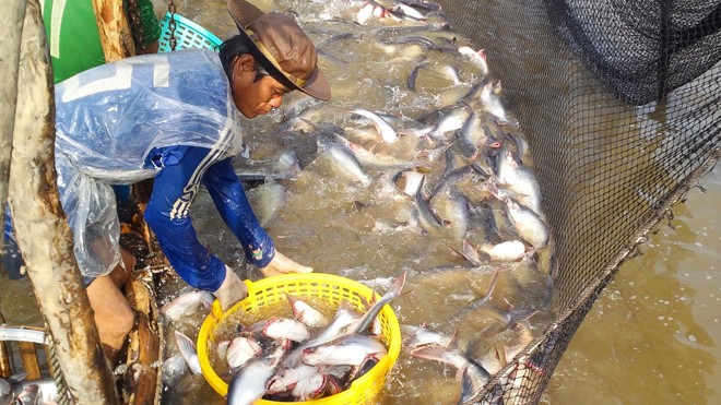 Xuất khẩu cá tra 2016: Doanh nghiệp kêu thiếu nguyên liệu Các DN cho biết, cá tra nguyên liệu có thể bị thiếu hụt đến năm 2017. Ảnh: Phạm Anh.