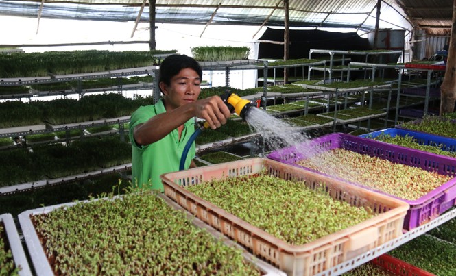 Thu tiền tỷ sau những 'bầm dập' Anh Lê Văn Tuấn trở thành tỷ phú với mô hình sản xuất rau mầm hữu cơ.