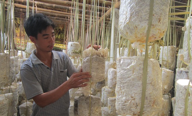 Thu nhập trăm triệu nhờ nấm Trang trại nấm của anh Điền Văn Hiệp.