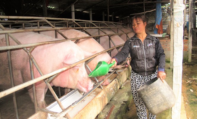 Cận Tết, giá lợn lao dốc vì đâu? Giá lợn hơi xuống thấp, nhiều hộ, trang trại nuôi lợn ngồi trên đống lửa. Ảnh: Bình Phương.