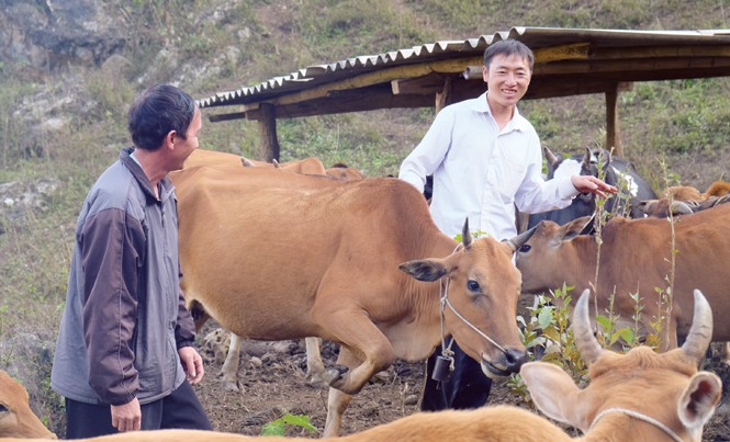 Những A Phủ đời mới Thào A Chua, một “triệu phú A Phủ” bên đàn bò của mình.