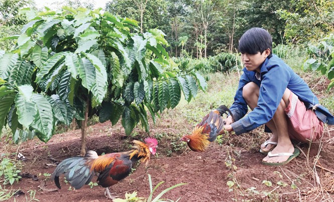 Gà rừng chết vì tiếng gáy Chỉ vì tức nhau tiếng gáy, con gà rừng (Dũng cầm trên tay) lao vào đá gà mồi và bị dính bẫy.