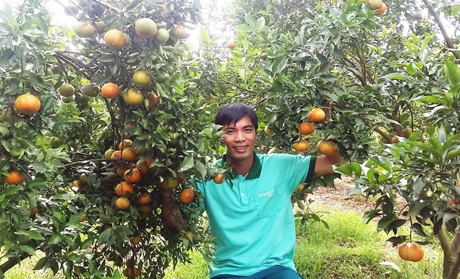 Cam tiến vua xứ Bắc cho quả ngọt trên cao nguyên Vườn cam Canh của anh Chiến chín rộ dịp Tết Nguyên đán.