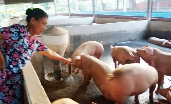 Gian nan đeo vòng chân heo Người chăn nuôi nhỏ lẻ ở Đồng Nai chưa biết đến đề án truy xuất nguồn gốc heo của TPHCM.