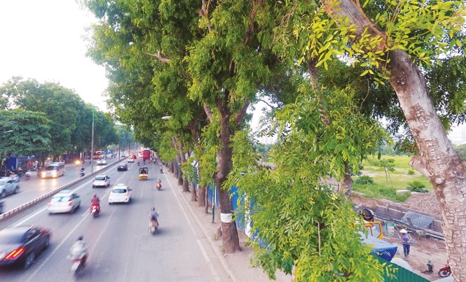 Cây sắp hết tuổi, làm xấu phố phường? Cây xanh trên đường Phạm Văn Đồng liệu có nằm trong tầm ngắm? Ảnh: Mạnh Thắng.
