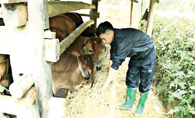 Những thủ lĩnh Đoàn vươn lên làm giàu Lỷ A Tài, Bí thư Chi đoàn thôn chăm sóc đàn bò của mình.
