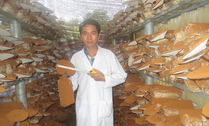Ông chủ nấm nuôi mộng xuất khẩu Anh Nguyễn Chí Thành tại trại nấm của mình. Ảnh: NVCC.
