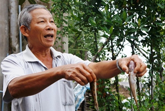Nuôi thủy sản ở Cà Mau đình đốn vì khu công nghiệp xả thải ô nhiễm Nuôi thủy sản ở Cà Mau đình đốn vì khu công nghiệp xả thải ô nhiễm