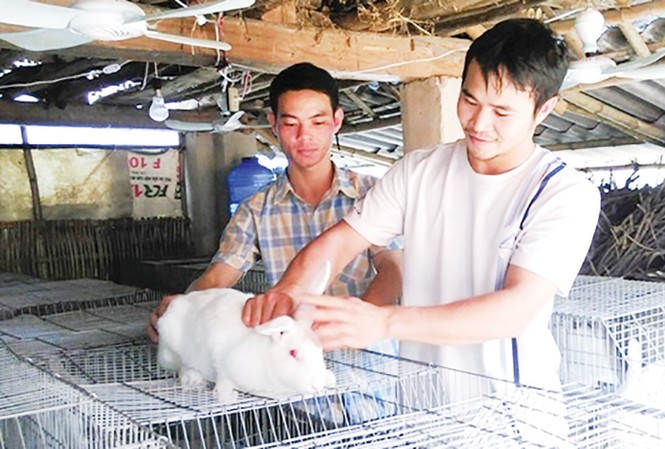 Tiến tới Đại hội Đoàn toàn quốc lần thứ XI: Cùng nhau làm giàu Những năm qua Thái Nguyên xuất hiện nhiều ĐVTN vượt khó vươn lên làm giàu thành công. Trong ảnh: Anh Quảng (bên trái) đang trao đổi kinh nghiệm nuôi thỏ với thành viên trong HTX Thanh niên Tân Linh. Ảnh: Hoàng Tú.