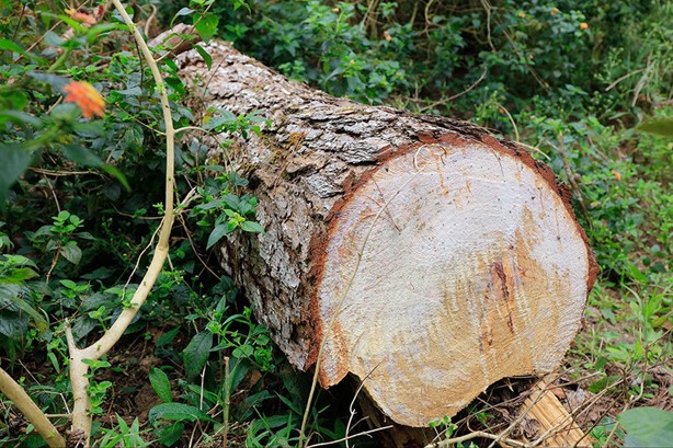 Rừng thông gần Dinh Bảo Đại - Đà Lạt bị tàn phá Rừng thông gần Dinh Bảo Đại - Đà Lạt bị tàn phá