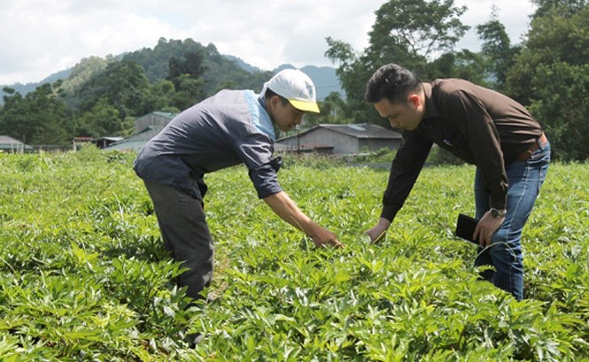 “Vua dược liệu” Quản Bạ Anh Nghì (người đội mũ) trên cánh đồng đương quy của gia đình.