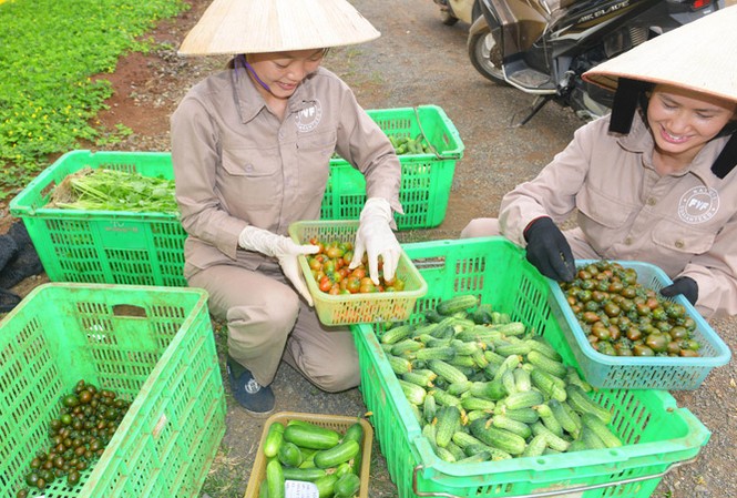 Lại kể chuyện nông nghiệp hữu cơ Rau quả hữu cơ rất ngon lành.