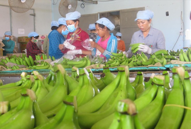 An toàn thực phẩm là thách thức của nông sản xuất khẩu Chuối của Công ty Huy Long An xuất đi Nhật.