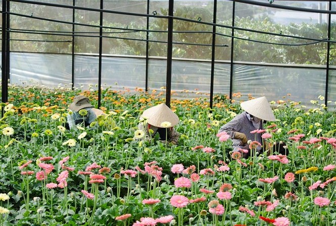 Đà Lạt trồng hoa dẫn dụ côn trùng để cứu rau Đà Lạt trồng hoa dẫn dụ côn trùng để cứu rau