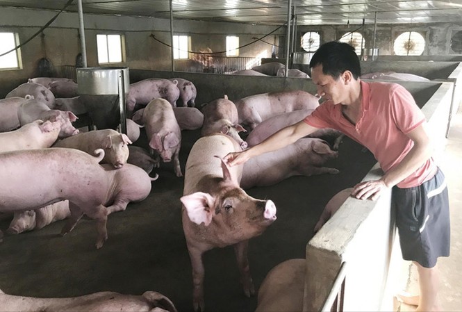 Người nuôi lợn ngụp lặn chờ Tết Dù giá lợn hơi đã nhích lên, nhưng nhiều người nuôi vẫn lỗ nặng do cú sốc giảm giá năm ngoái. Ảnh: Bình Phương.