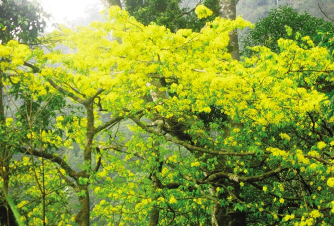 Săn lão mai vàng trên non thiêng Yên Tử Ngày xuân, cả rừng hoa nở rộ, nhìn xa như tấm áo cà sa vàng rực phủ lên non thiêng Yên Tử.