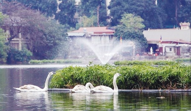 Công nhân trực ngày đêm bảo vệ đàn thiên nga ở hồ Thiền Quang Đàn thiên nga được nuôi thả tại hồ Thiền Quang, Hà Nội.
