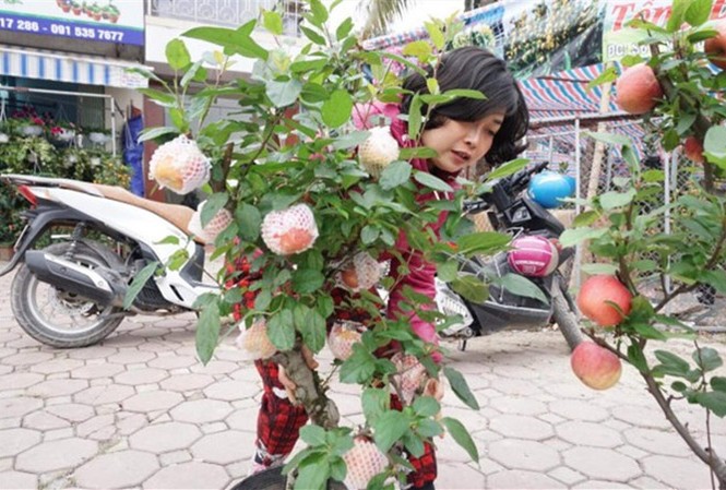Bonsai ‘độc lạ’ chơi Tết đắt hàng ở Hà Nội Cây táo bonsai lần đầu xuất hiện trên thị trường.