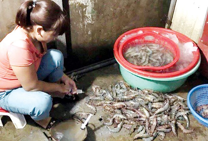 Bữa ăn ngày Tết: Bất an thực phẩm bẩn Cơ sở bơm tạp chất vào tôm tại chợ đầu mối phía Nam (quận Hoàng Mai).