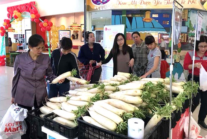 Hà Nội: Khi nào củ cải hết cảnh 'sáng tươi, chiều héo'? Củ cải trắng được siêu thị Lotte Mark bán ủng hộ bà con nông dân. Ảnh: PV.