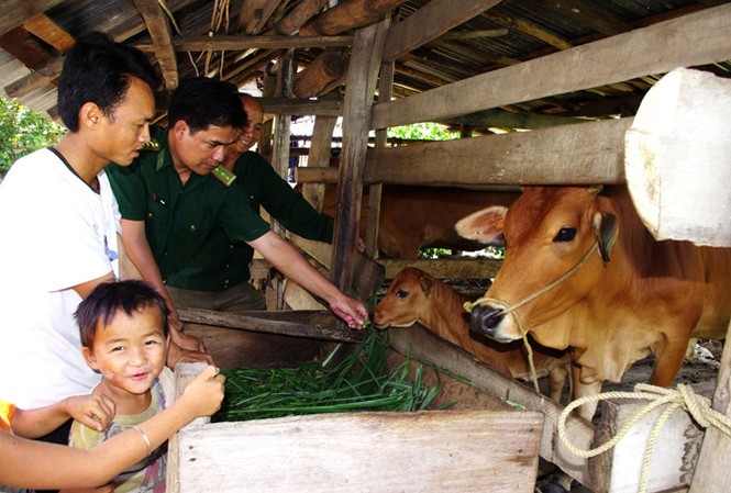 Đổi thay nhờ 'ngân hàng bò' Niềm vui của người dân xã Đăk Will khi nhận bò của chương trình Biên giới khúc tình ca. Ảnh: T.H.