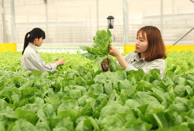 Khi nào nông dân hết tự bơi? Liên kết sản xuất theo chuỗi được kỳ vọng giúp nông dân có đầu ra ổn định. Ảnh: Bình Phương.
