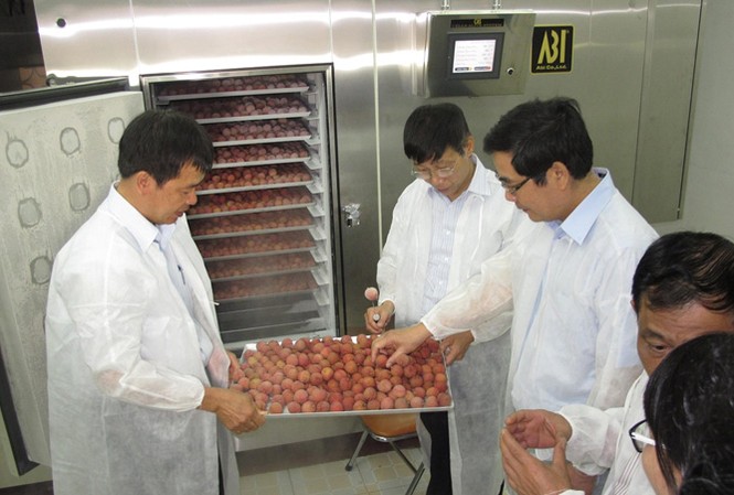 Nhiều kịch bản tiêu thụ vải, nhãn tránh 'được mùa mất giá' Chế biến, bảo quản vải còn yếu, nên áp lực tiêu thụ sẽ rất lớn, nhất là trước thông tin vải năm nay được mùa. Ảnh: Bình Phương.