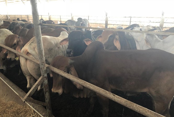 Tin mới vụ dân vây trại bò gây ô nhiễm Trang trại nuôi 750 con bò nhưng không có hệ thống bảo vệ môi trường.