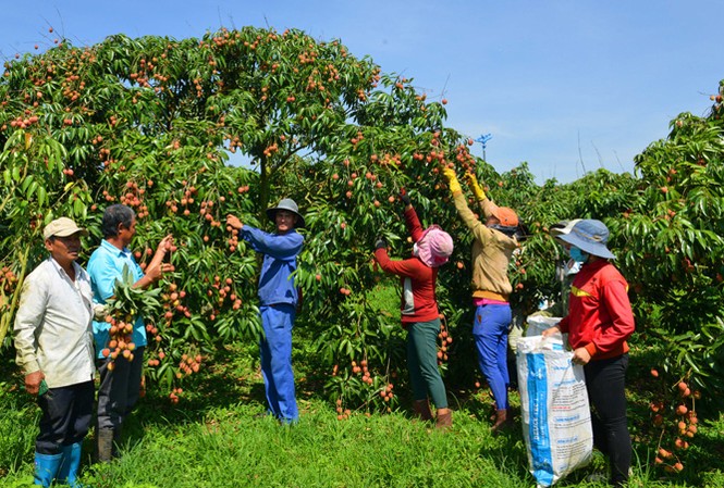 Vải thiều Tây Nguyên: Ngạc nhiên chưa? Nhộn nhịp hái vải trong vườn nhà anh Hải ở xã Ea Sar.