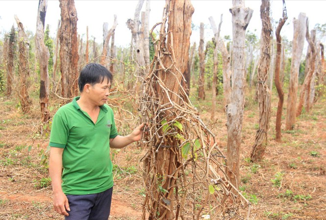 6.500 hộ dân vỡ nợ vì hồ tiêu
Vườn tiêu nhà anh Trần Xuân Thịnh (thôn Phú Hà) bị chết rụi.