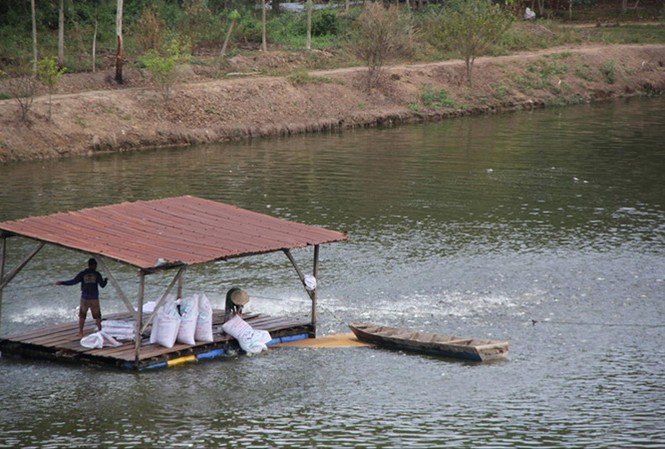 Tự phát chuyển hàng trăm hécta đất lúa nuôi cá tra: Rủi ro cao Nhiều hecta đất trồng lúa ở huyện Tân Hồng, tỉnh Đồng Tháp bị đào xới để thành ao nuôi cá tra.