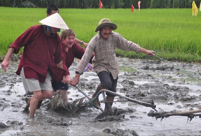 Gắn du lịch miền Trung với nông nghiệp, nông thôn Du khách thích thú trải nghiệm trồng rau, cày ruộng tại Hội An.