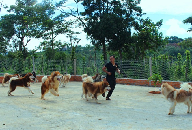 Chó ngoại thượng sơn Sân chơi dành cho chó.